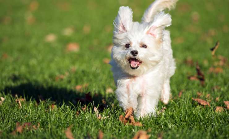 cane maltese che corre