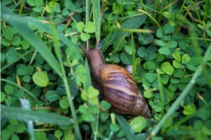 lumache in giardino perché ci sono