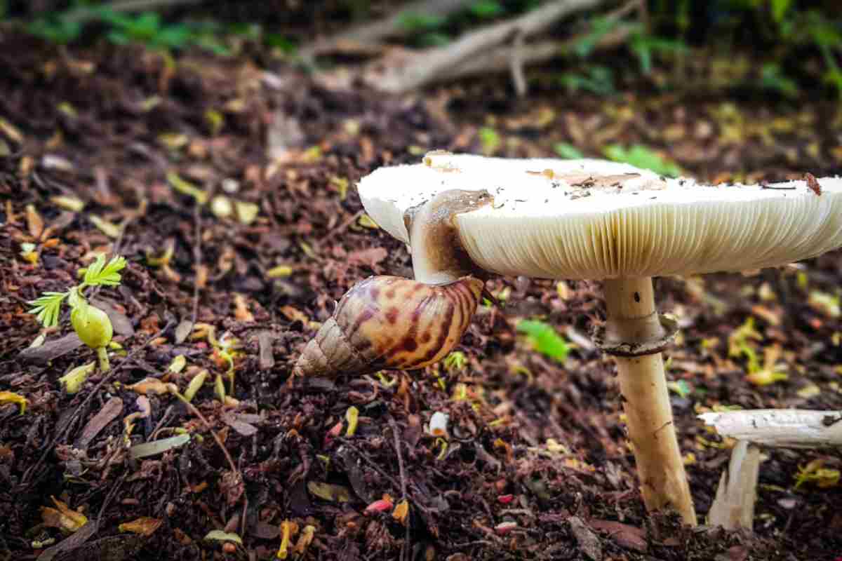 perché si trovano le lumache in giardino