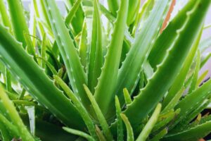 Pianta aloe