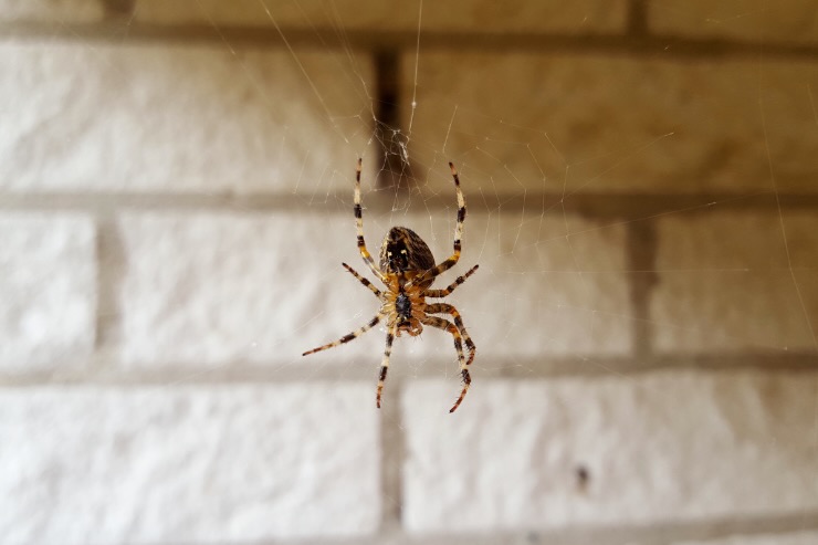 come tenere lontani ragni in casa autunno