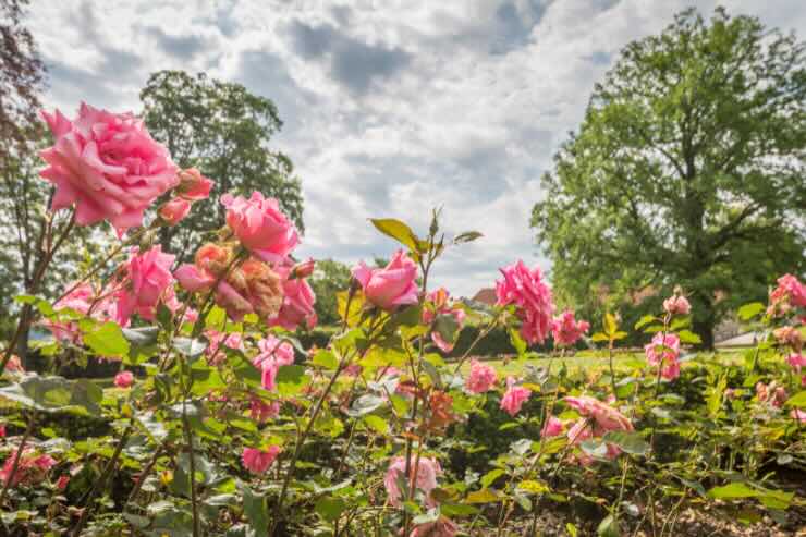 fiori da piantare in giardino ad ottobre