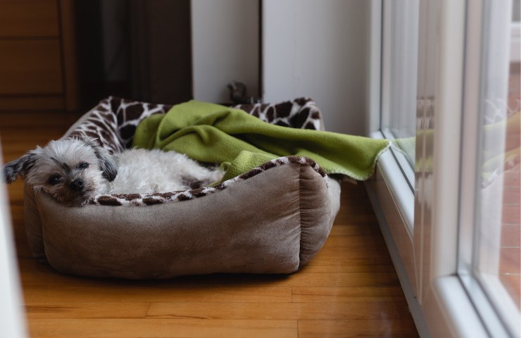 Un cane che riposa in un ambiente domestico