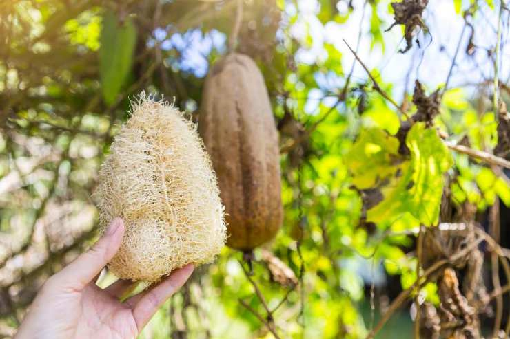 Luffa konjac 