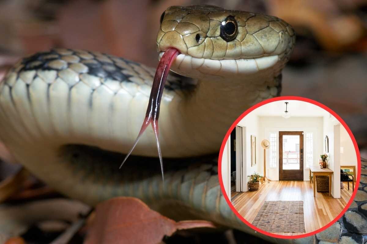 Serpente, casa