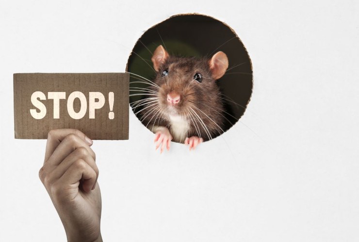 Stop ratto