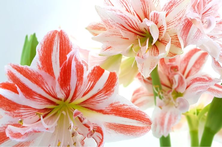 amaryllis fiori 