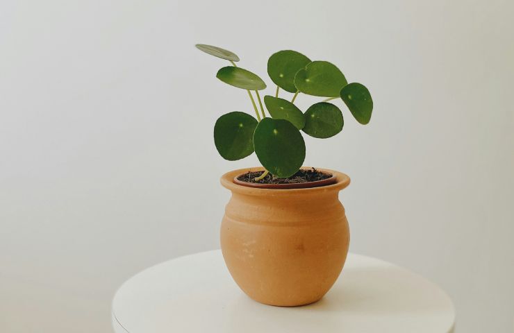 pilea