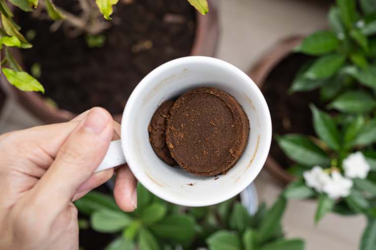 fondi di caffè