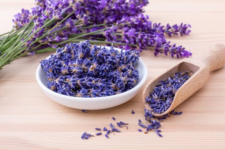 lavanda