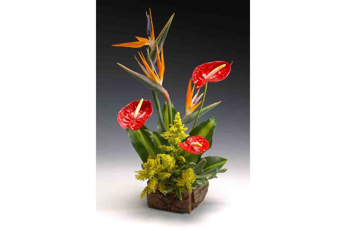 Anthurium e strelitzia 