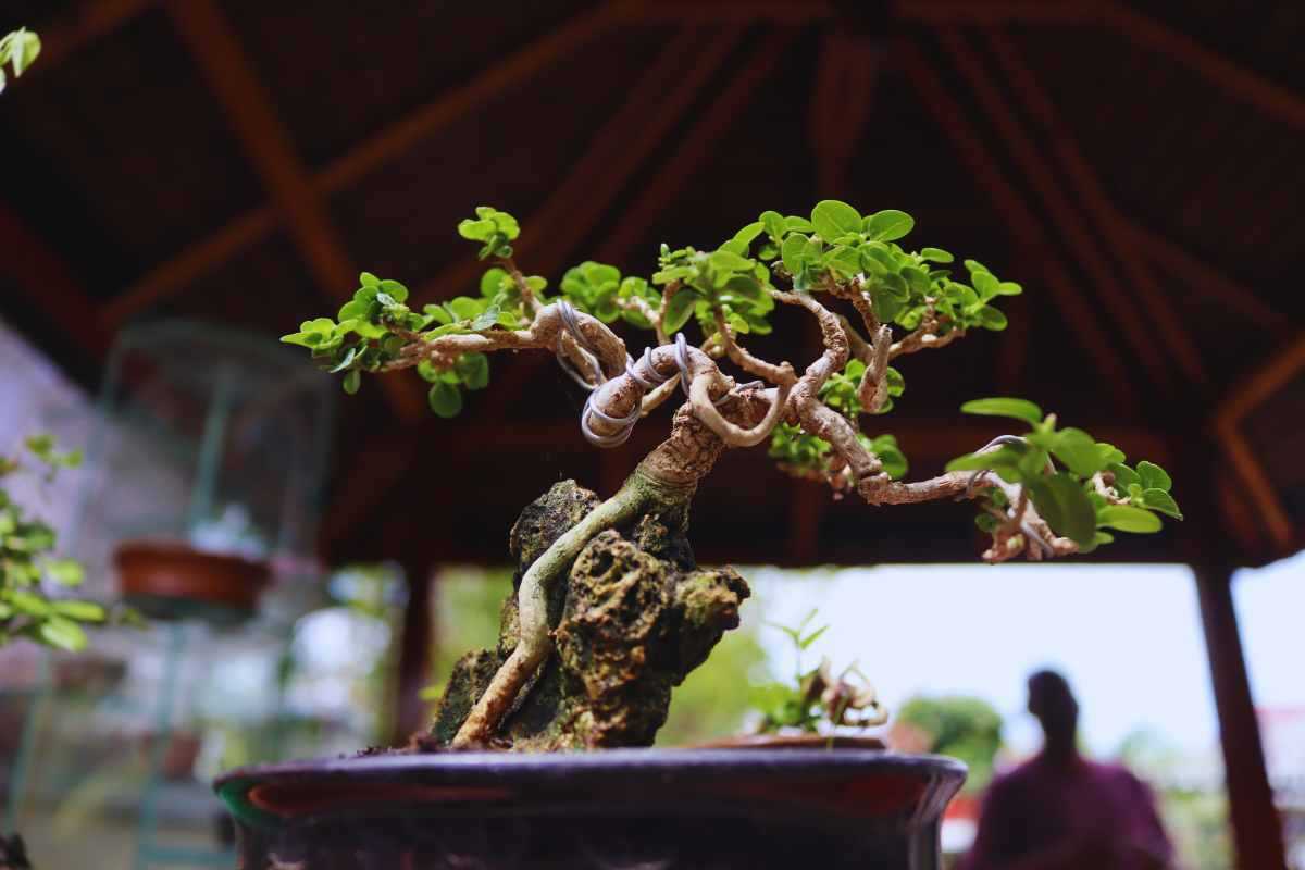 Bonsai Ginepro Shimpaku