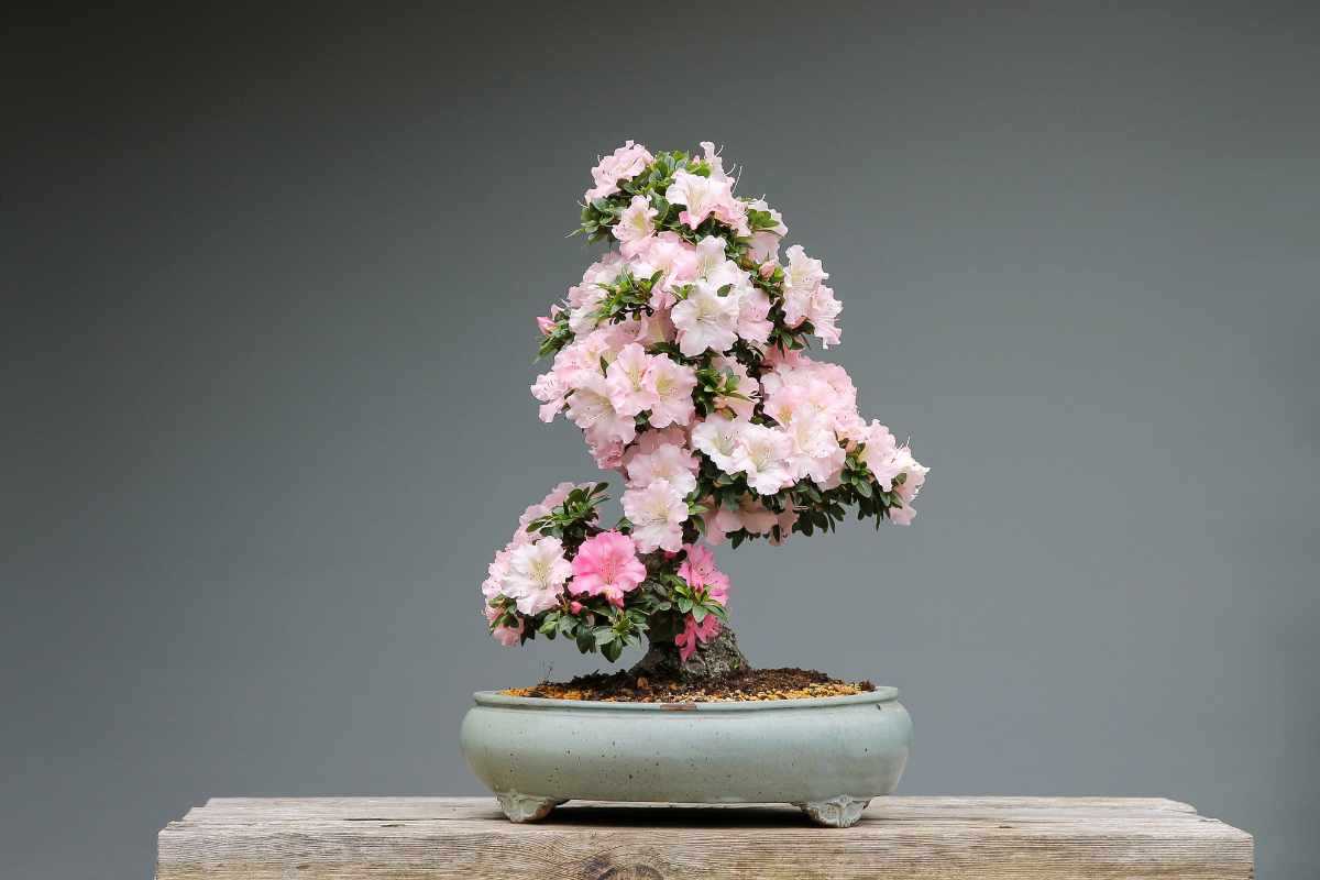 Bonsai Satsuki Azalea 