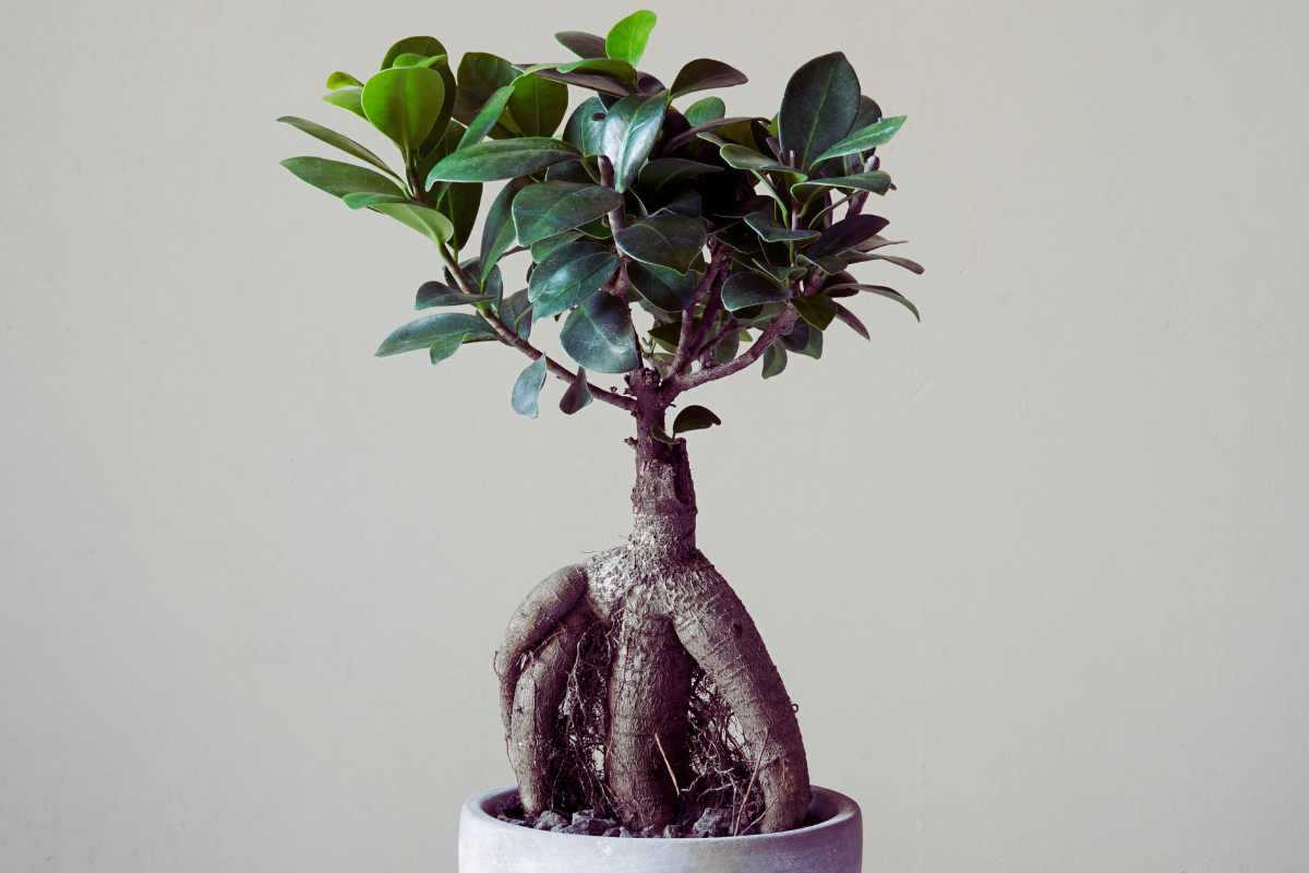 Ficus Ginseng