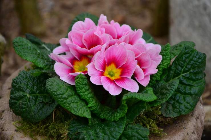 Primula 