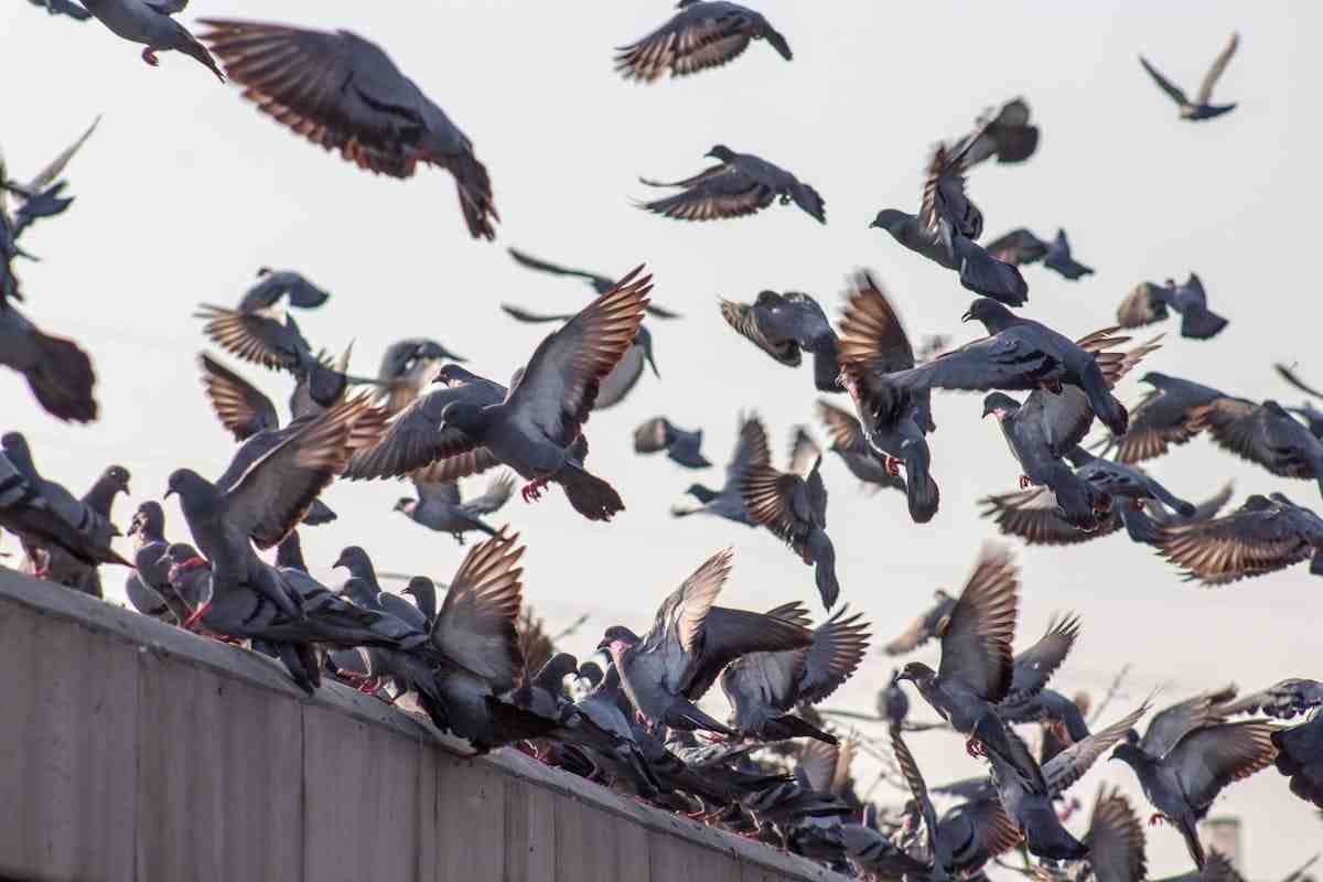 Stormo di uccelli in volo