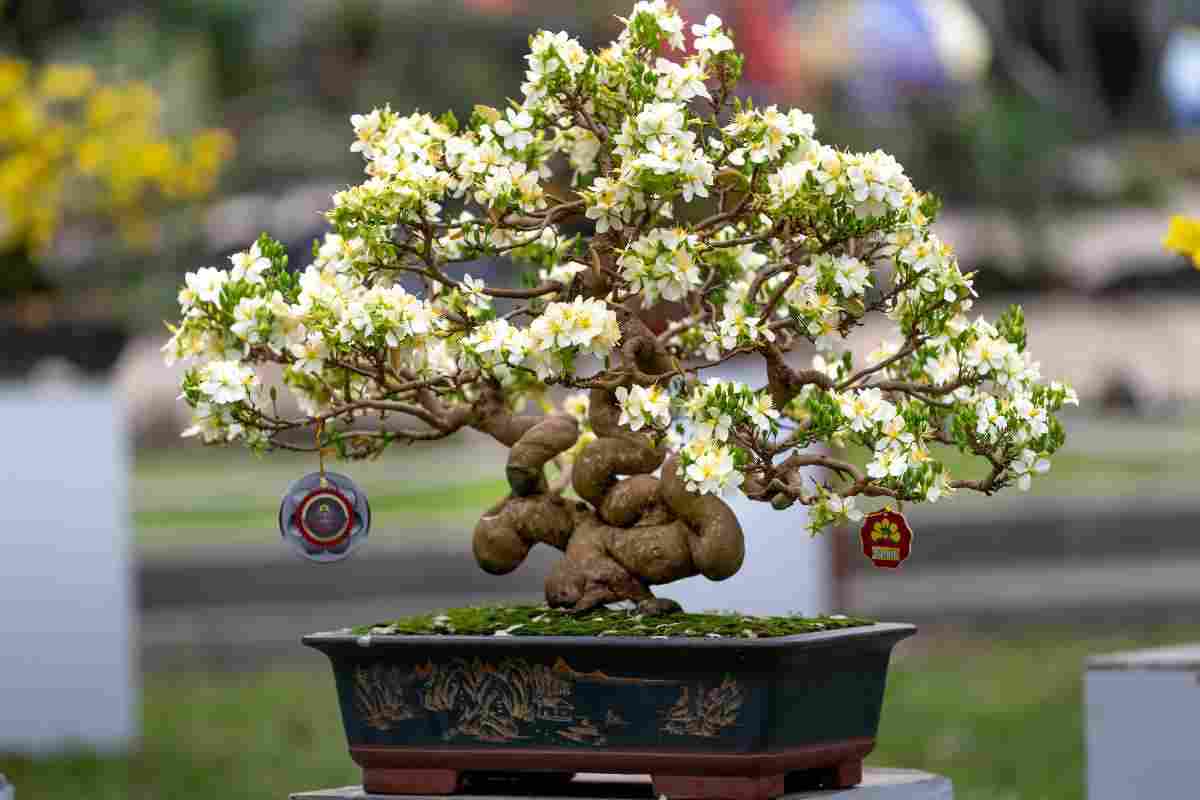 Pianta di bonsai