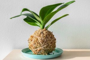 kokedama