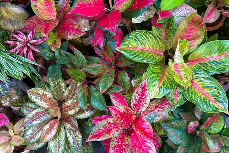 Aglaonema