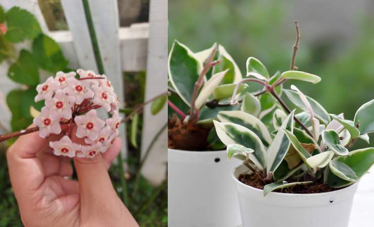 Hoya callistophylla vaso e fiori 