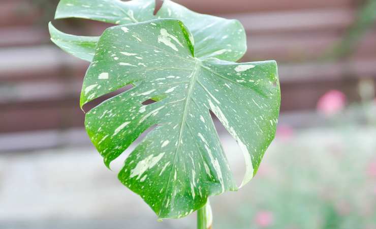 Foglia della Monstera Thai