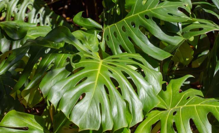 Monstera esqueleto