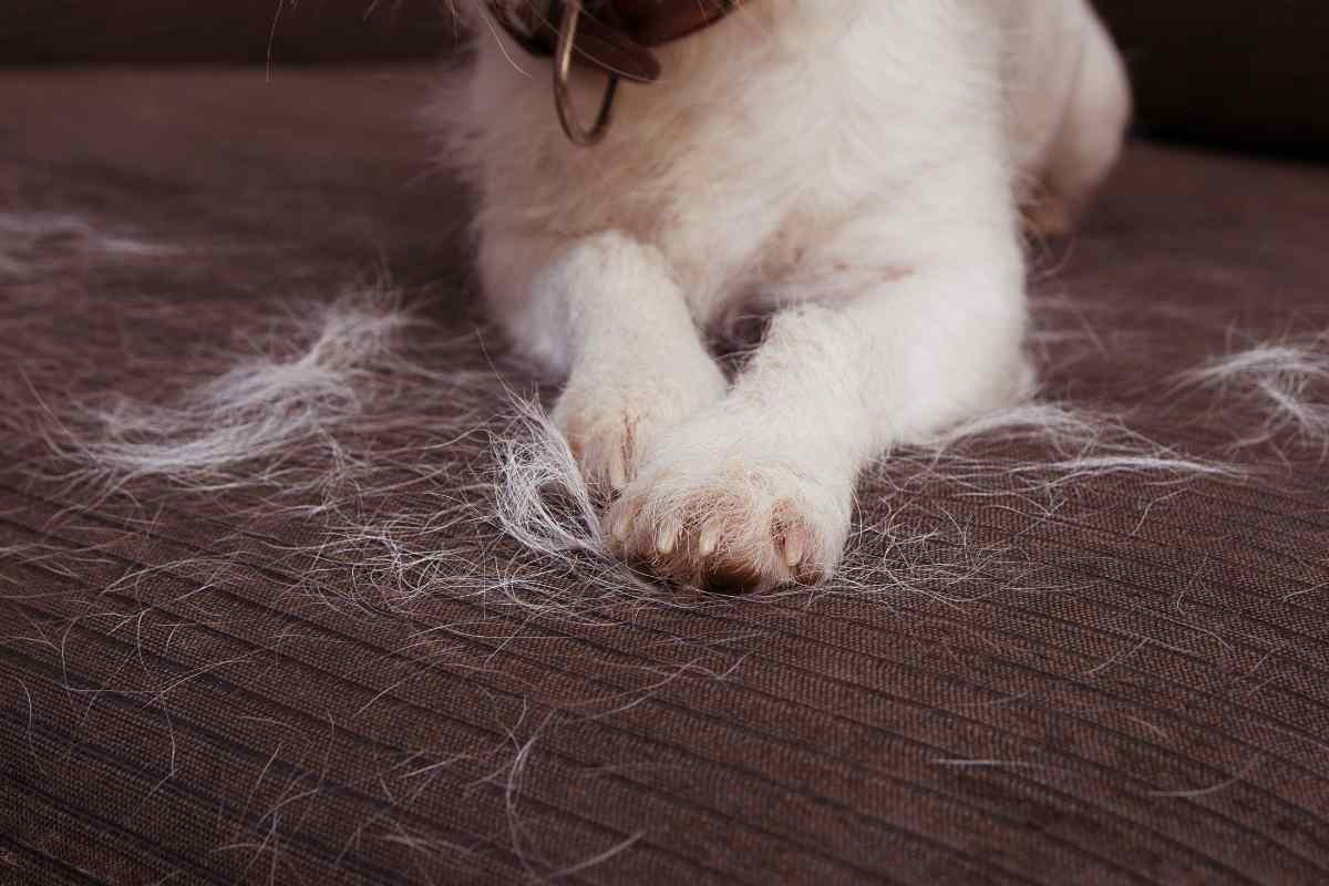 Peli di cane sul divano