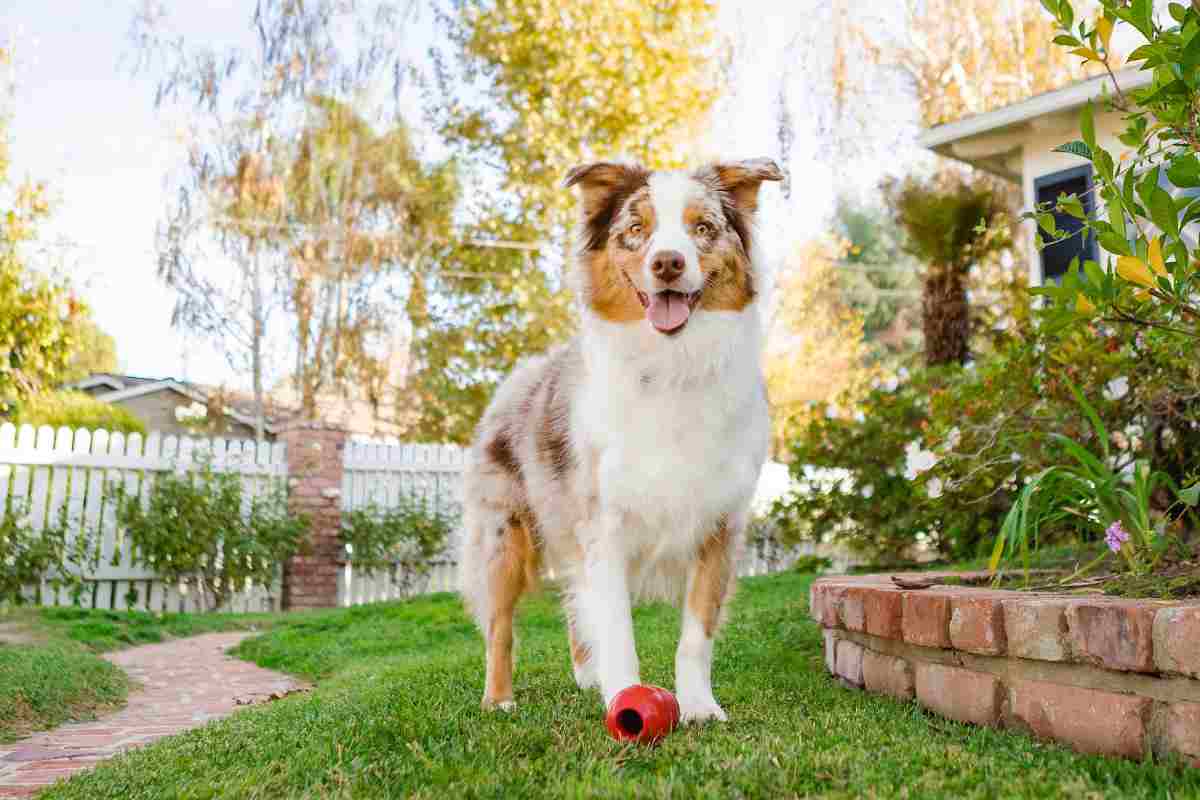 come arredare il giardino se hai un cane