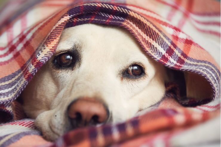 coperta cane