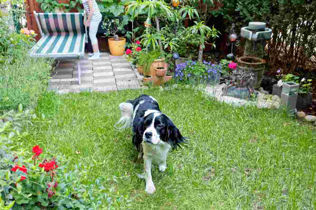 come arredare il giardino se hai un cane