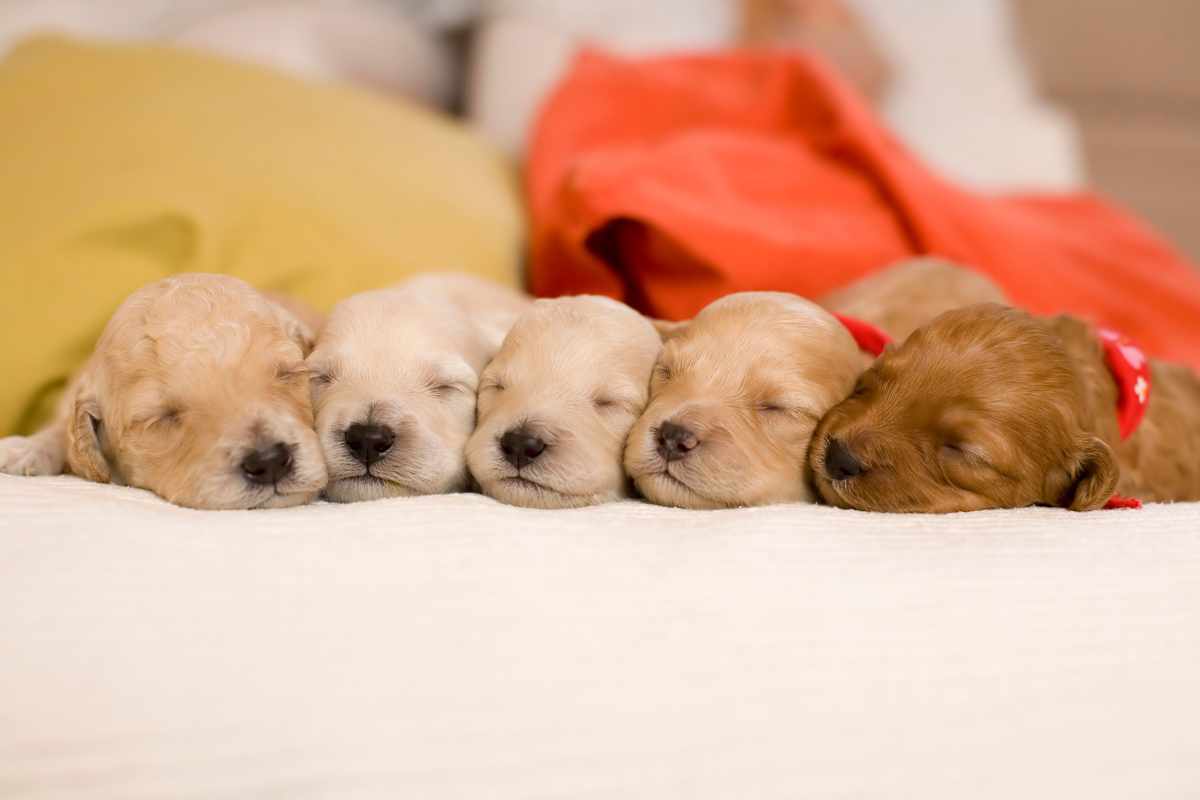 cuccioli in una dog nursery