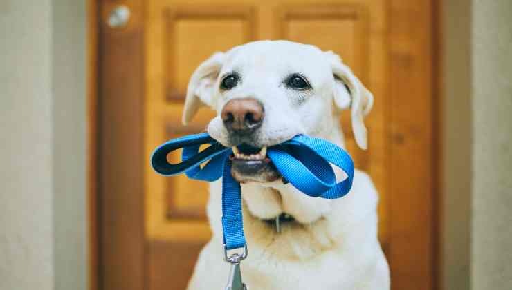 cane con guinzaglio