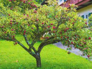 albero giardino