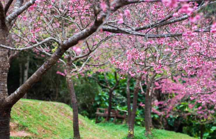 alberi ciliegio