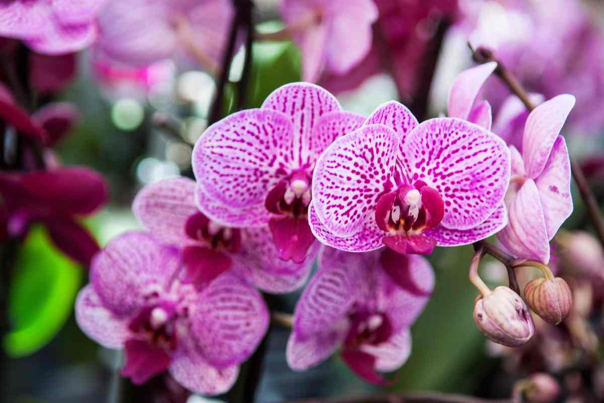 orchidea rosa 